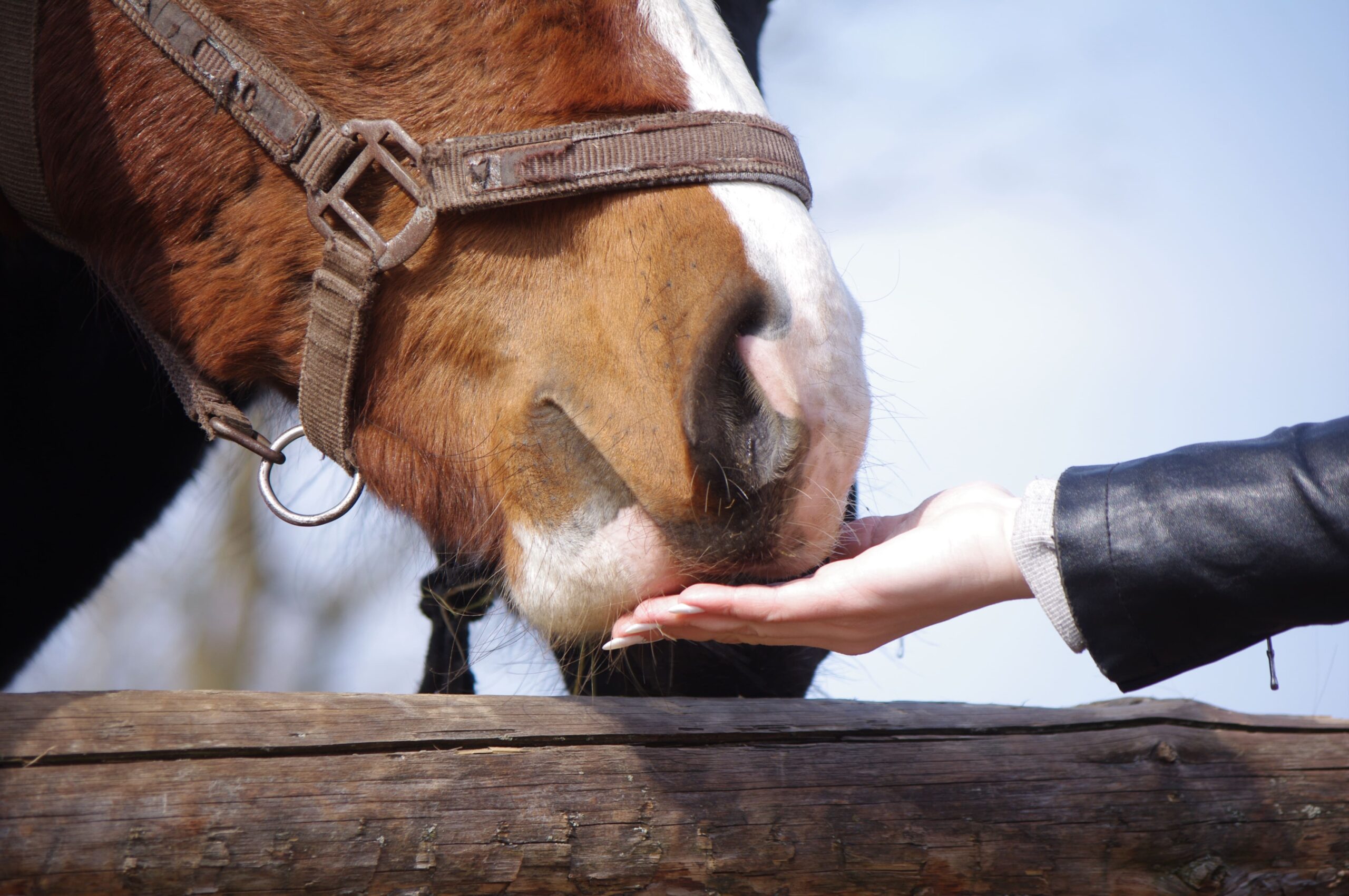 animal-2025-01-08-11-37-18-utc