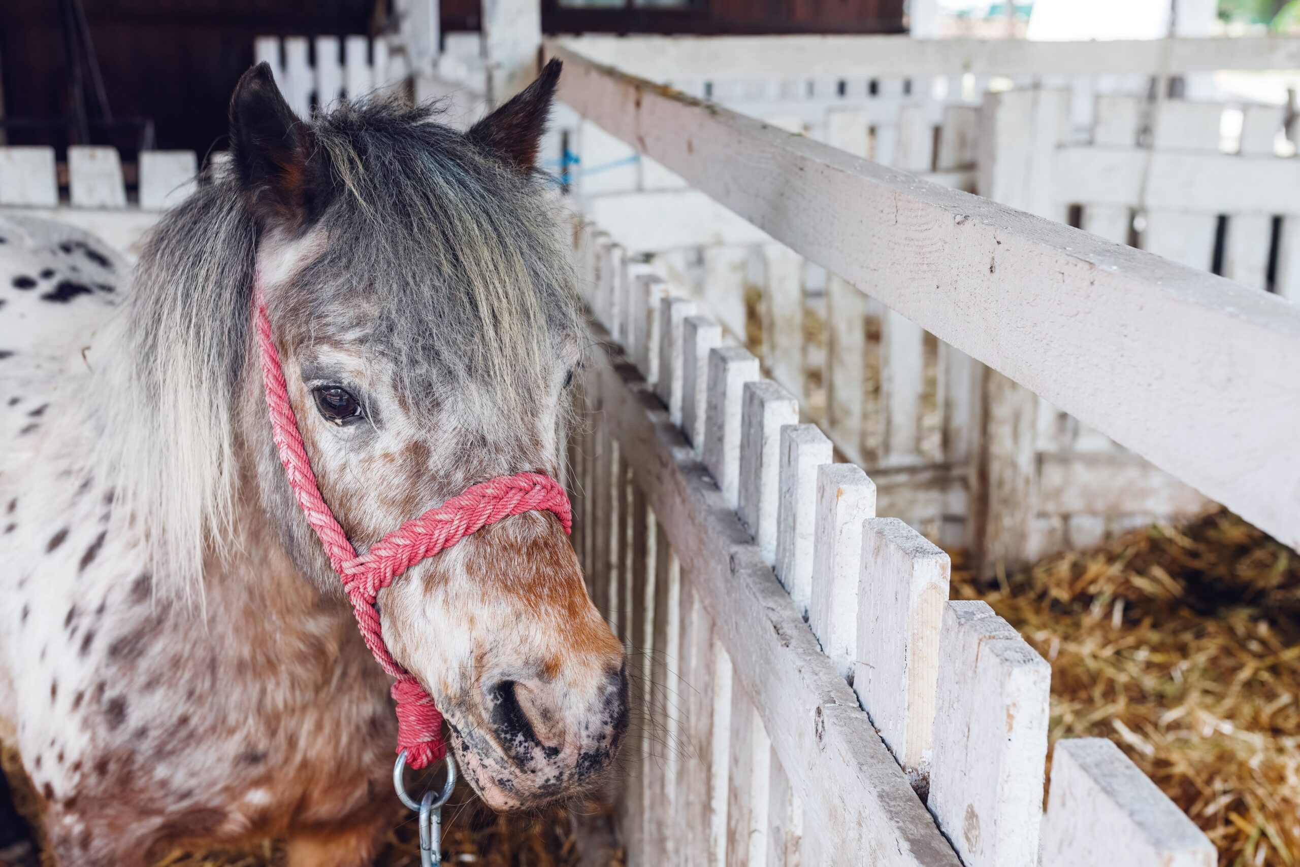 beautiful-pony-horse-in-ranch-barn-2024-12-06-18-57-09-utc