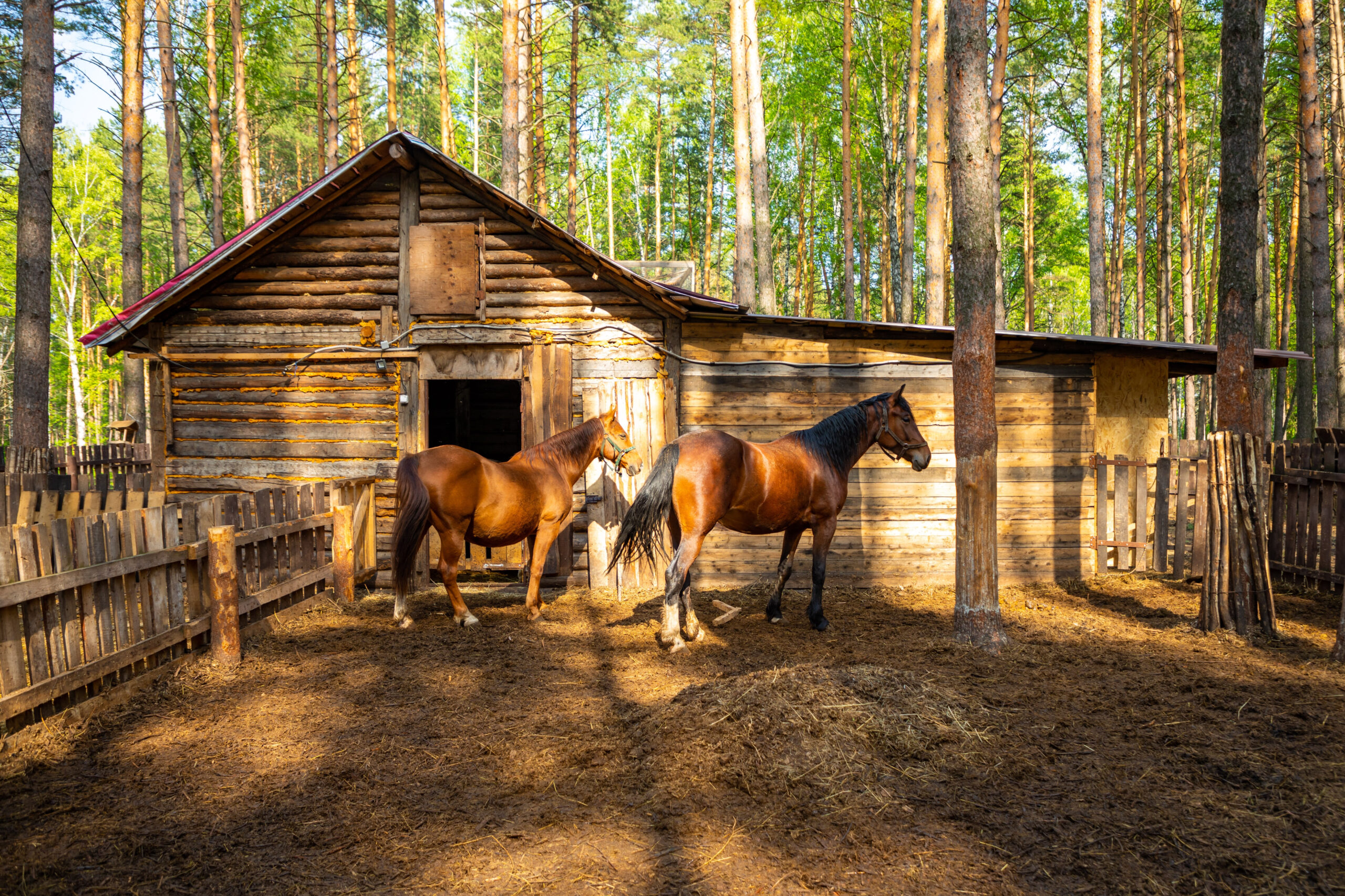 farm-animals-in-a-private-contact-zoo-husky-land-i-2025-03-10-15-56-19-utc