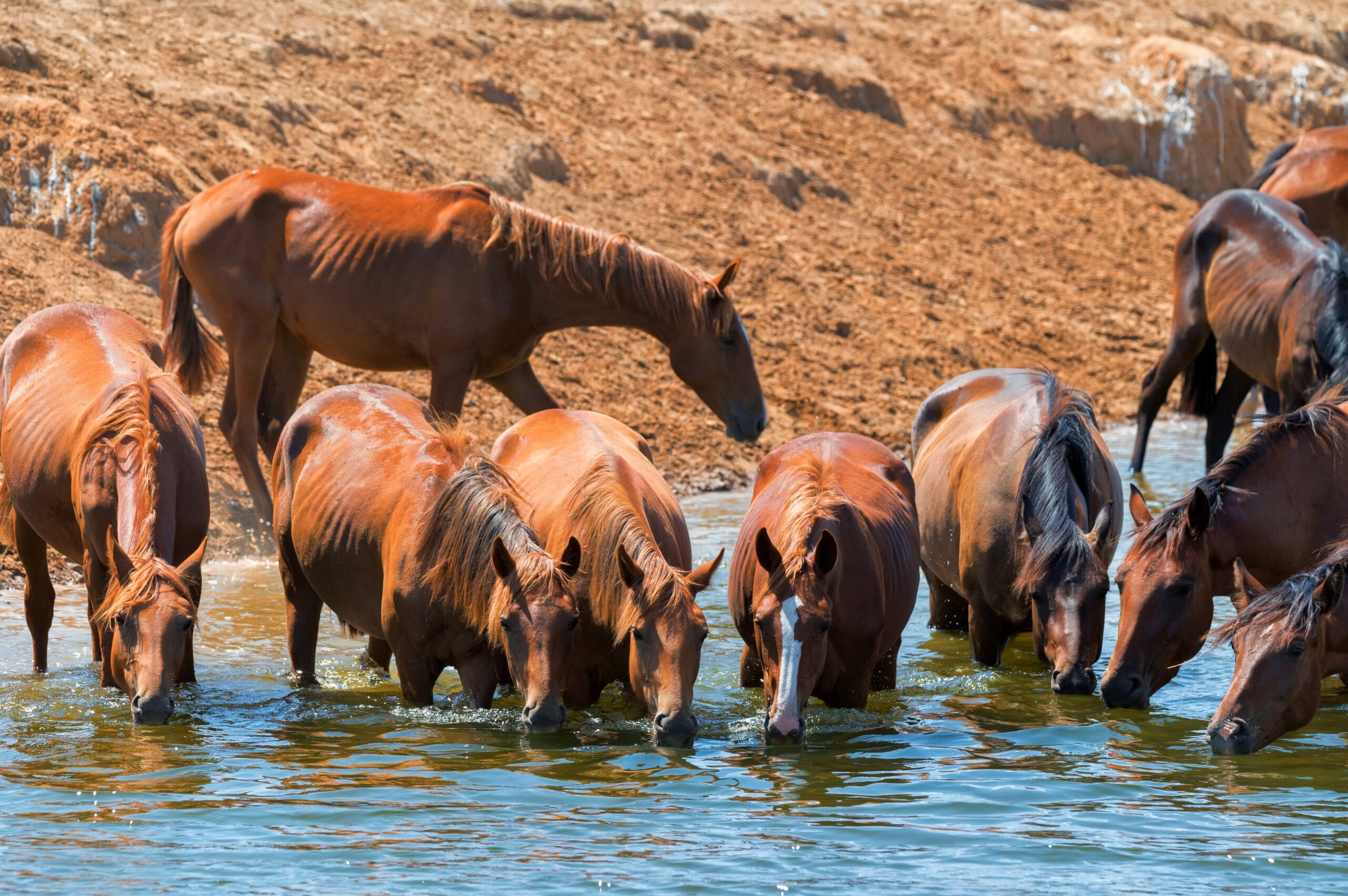 herd-of-wild-horses-drink-water-in-steppe-2024-10-17-13-35-19-utc-copy-0