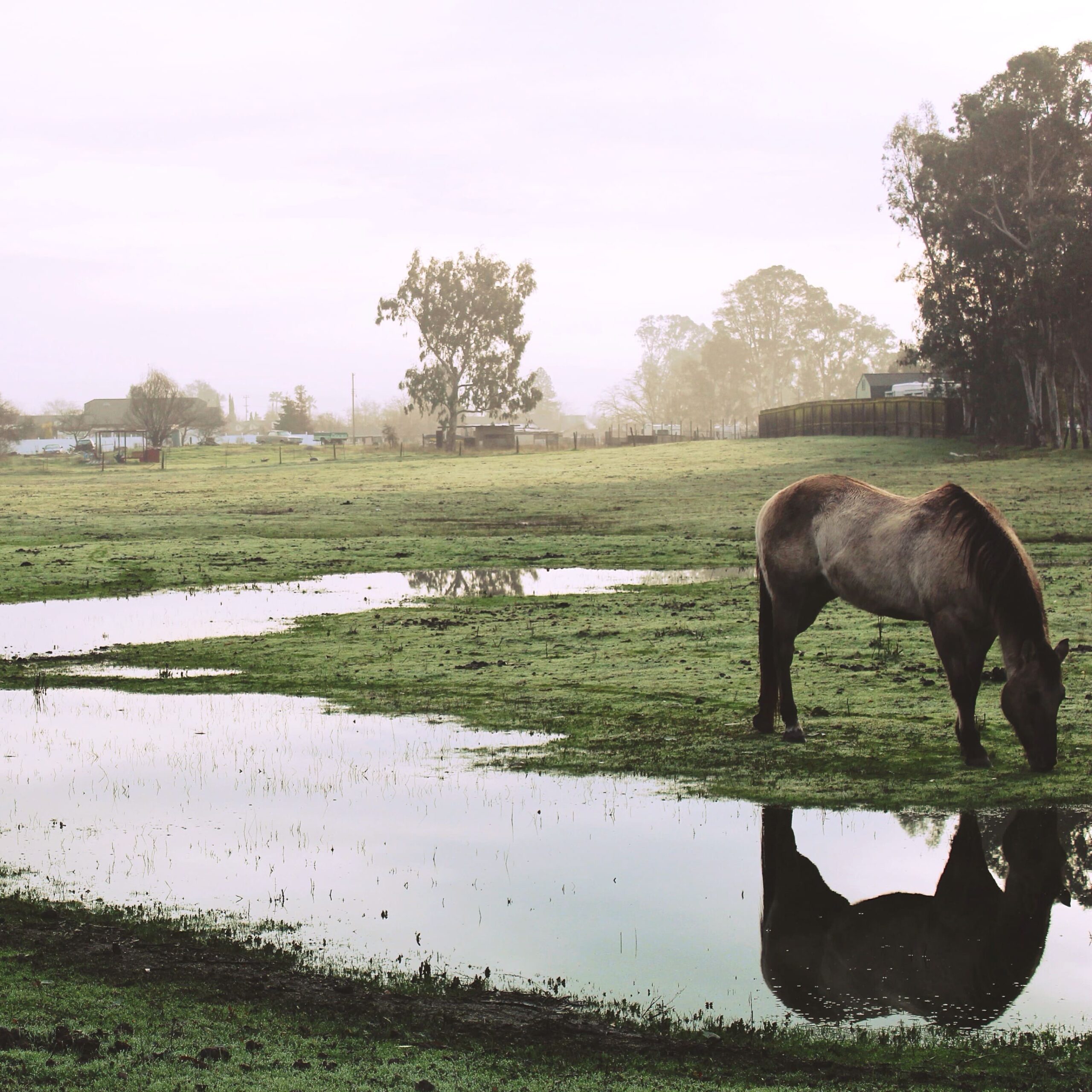 horse-reflection-of-a-horse-water-field-scenery-2024-10-20-10-25-45-utc