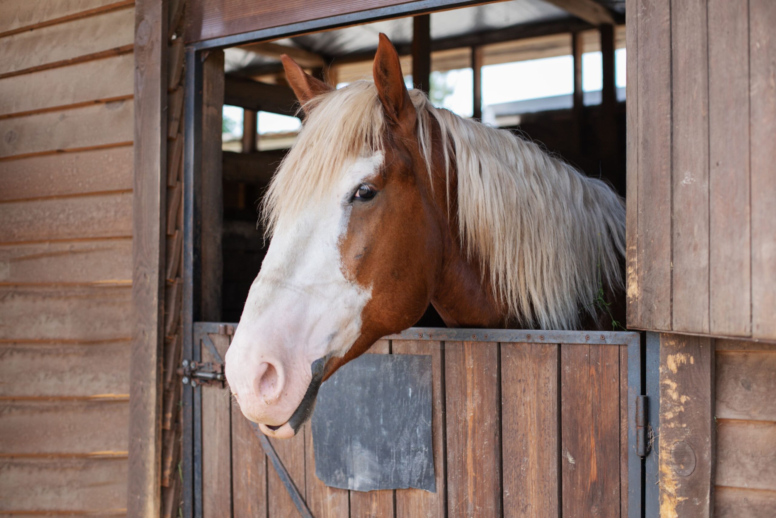 stables-with-horses-on-a-farm-ranch-2024-11-29-13-48-56-utc