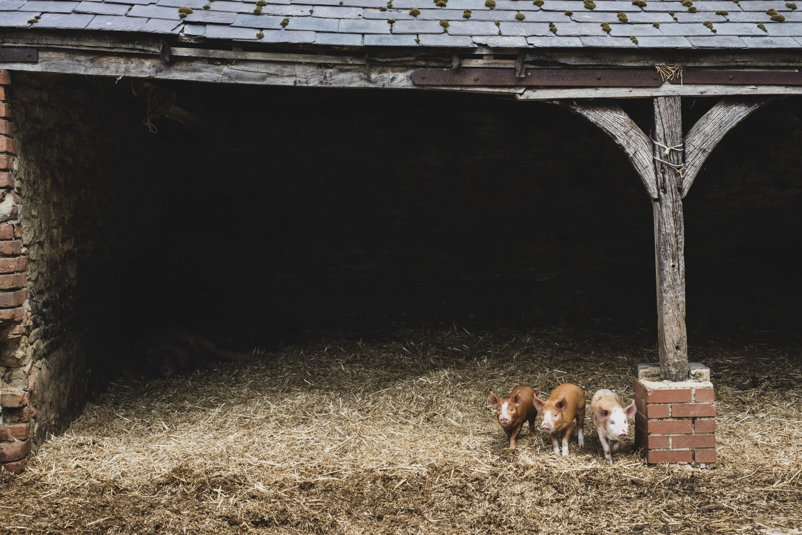 three-red-piglets-standing-on-straw-in-a-sty-2025-04-03-16-31-25-utc